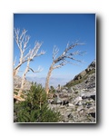 2005-08-13 Kearsarge Pinnacles (68) Dead Trees